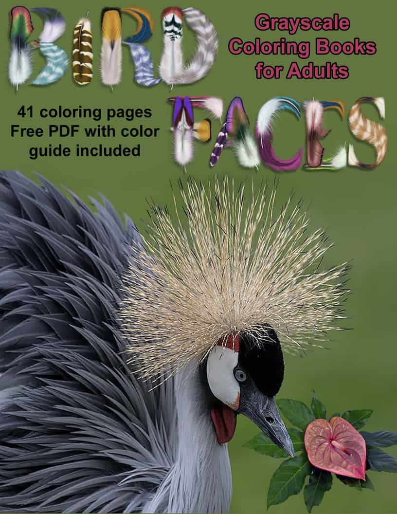 Bird Faces Coloring Book Adults Adult Books Grayscale Pages Guide