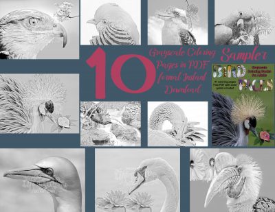 coloring pages birds coloring pages birds